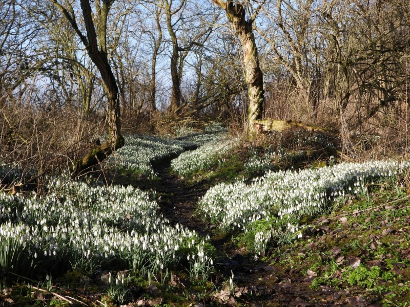 2025 sneeuwklokjeswandeling