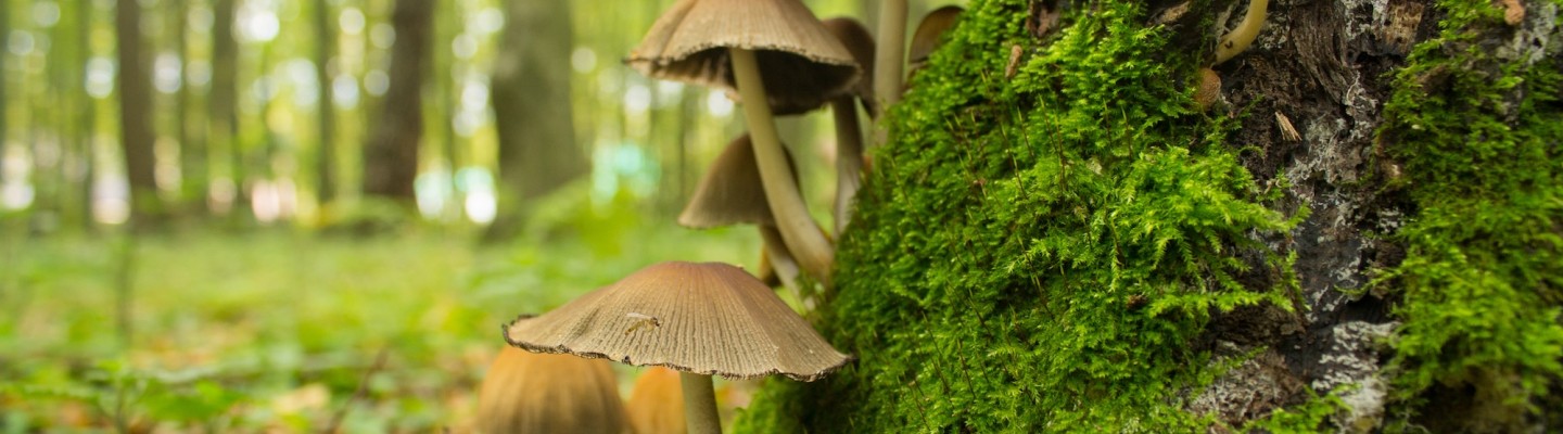 paddenstoelen stock