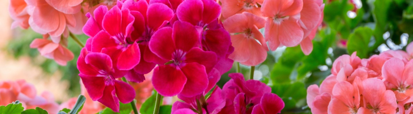 geraniums